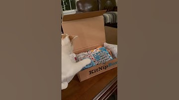 My Kitten’s New KitNip Box ❣️ The Grace Series #shorts #kitnipbox