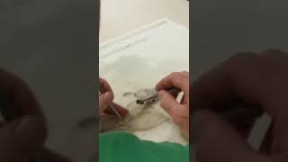 2017 Squid Dissection Instructions,  part 3