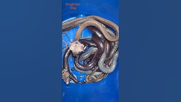 Người đàn ông làm vườn bắt nhầm ổ rắn hổ mang khủng #cobra #snake