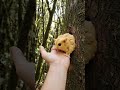 cute little life inside the wooden hole #animals #cuteanimals