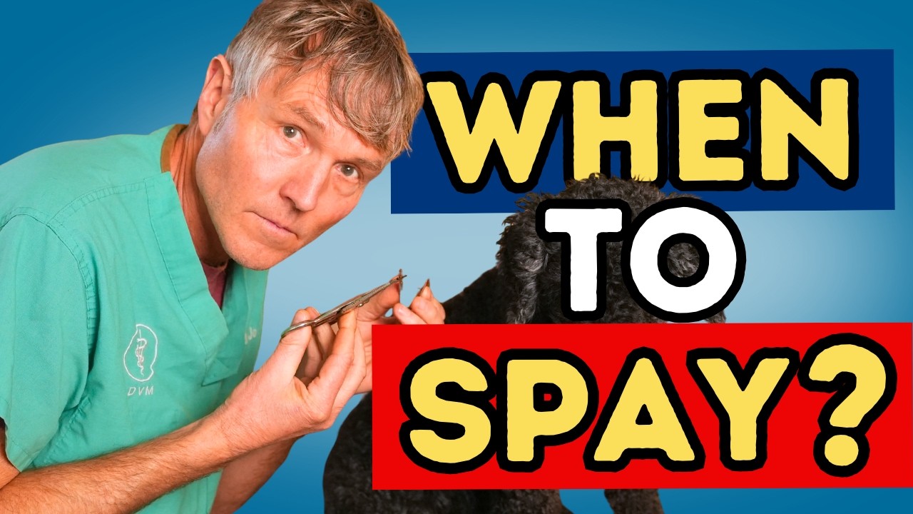 Новые исследования по стерилизации и кастрации: почему важен правильный выбор времени.