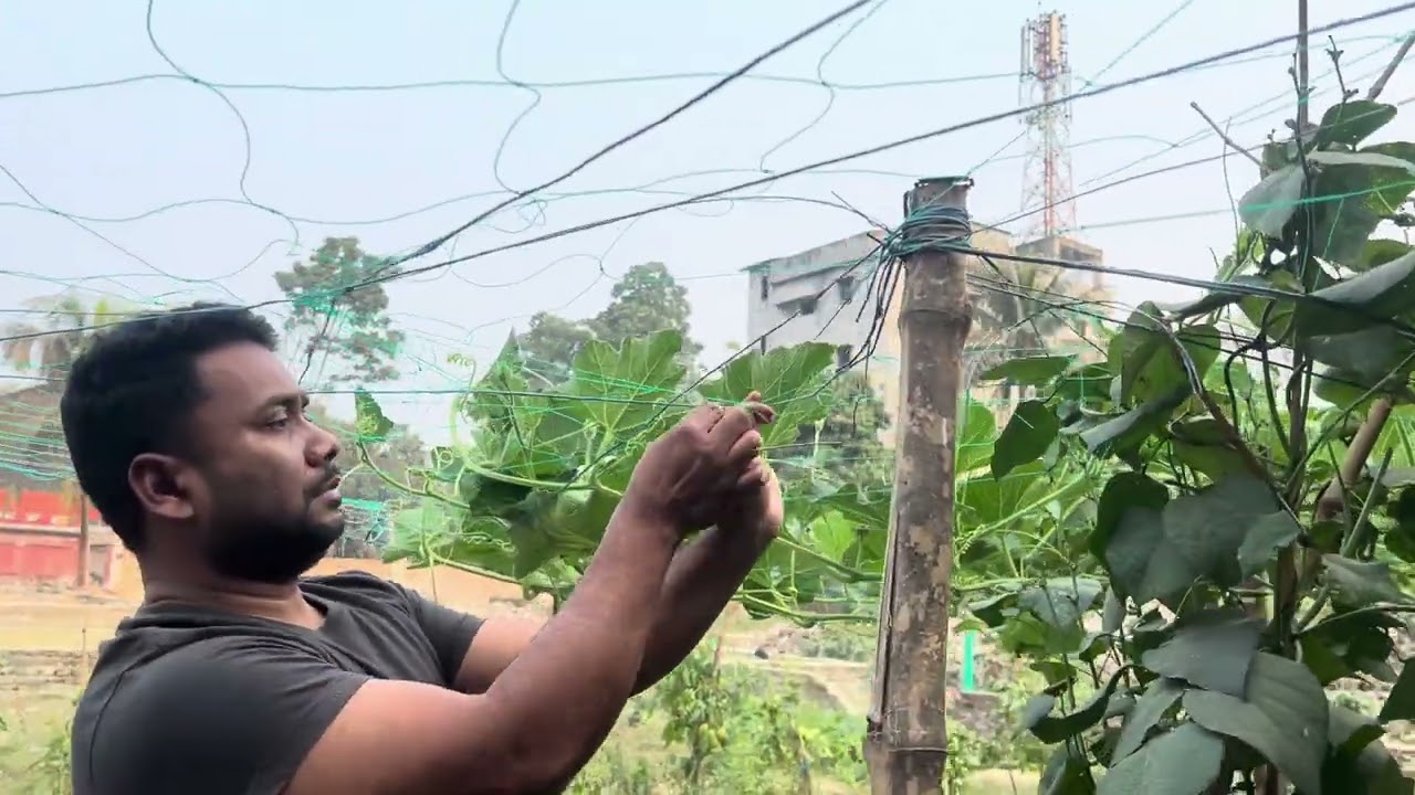 লাউ গাছের জাংলা বড় করে দিলাম।