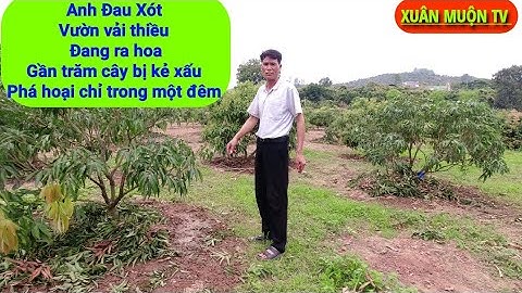 thăm vườn vải thiều bị người xấu phá hoại gần 100 cây vải bắt đầu được thu