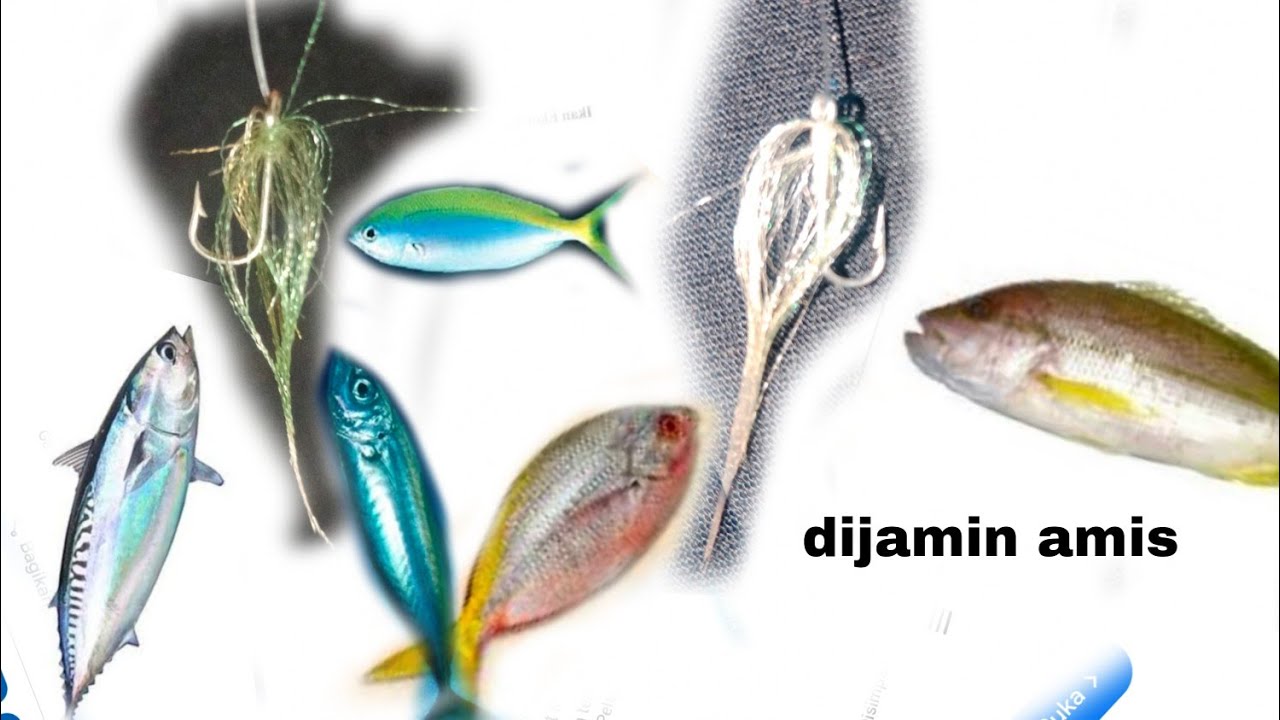 2 jenis warna rinta dijamin amis lengkap dengan penjelasan papa rette Mania