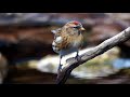 2018-01-09 Csillebérci zsezsék (Carduelis flammea)