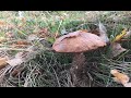 Подосиновики спасли грибную прогулку) За грибами 11 октября 2021. Блинчики с грибами.
