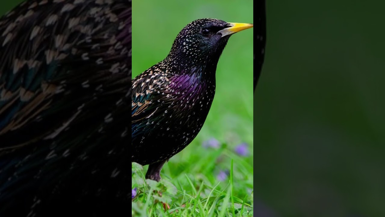 Healing music starlings 
