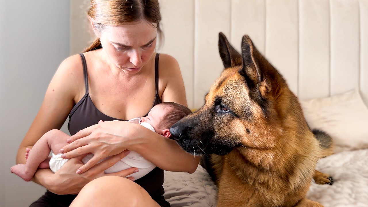 Немецкая овчарка отказывается оставлять мать с новорожденным ребенком одну