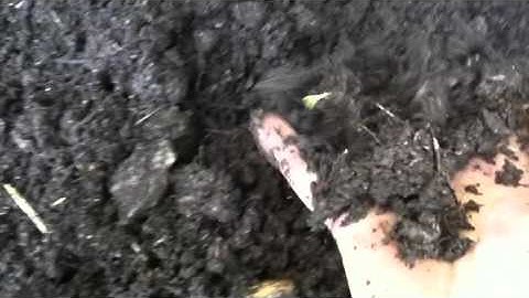 Hyper composting the results. Using bokashi and IMO 3 you can compost your yard wast in 3 to 6