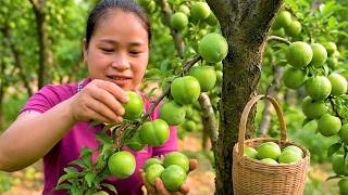 Harvesting Plums Alone | Go to Market Sell | Build Bamboo House 🌿🍑✨