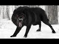 9 Wolves You Won't Believe Exist