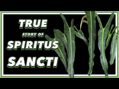 The DRAMA Filled Past Of Philodendron Spiritus Sancti Pretty In Green Documentary
