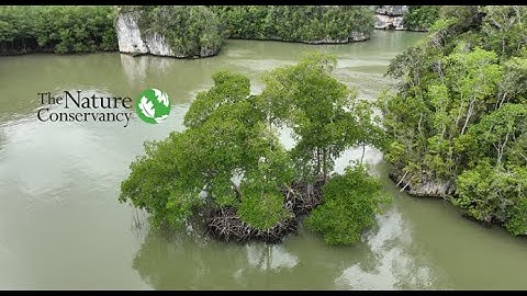 Multi Rotor Drones - Mapping Mangroves