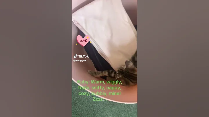 Video 10844871: animal cat pet kitten, cat kitten cute pets, cat kitten pets funny, cat washing kitten, wonder pets