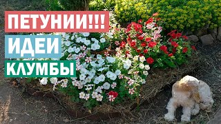 Сезон 2021. Идеи простых двуцветных клумб. Петунии махровые и многоцветковые