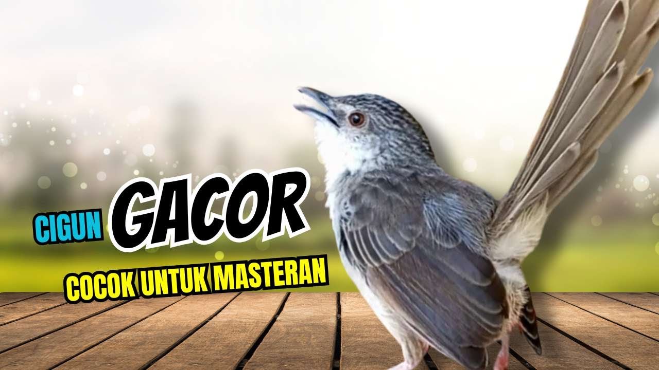 CIBLEK GUNUNG GACOR NGEBREN UNTUK MASTERAN