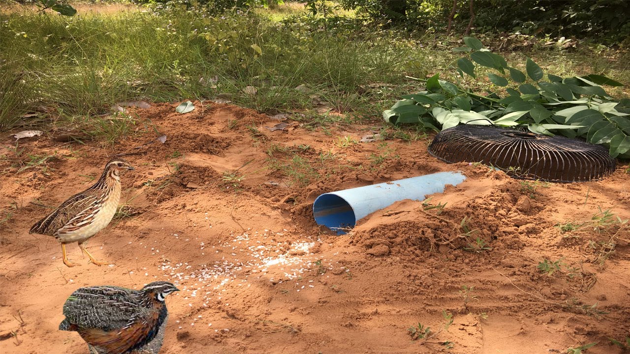 deep hole crab trap Wow!Amazing Deep Hole Quail & Bird Trap,Clever Boy Creative Electric Fan And PVC Pipe Catch Quail.