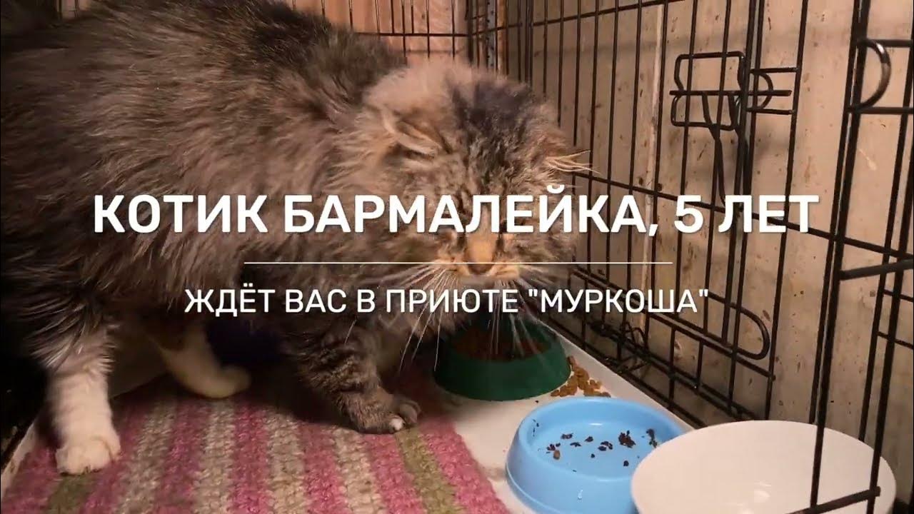 Бармалейка ютьюб. БАРМАЛЕЙКА ютуб. Котейка БАРМАЛЕЙКА Катя Воронеж. БАРМАЛЕЙКА 23 записи.