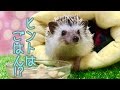 【実験】ぐみくんと仲良くなるためにやってみたこと【慣れるかな？】