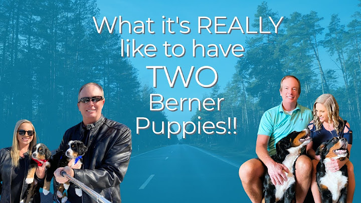 What 2 dogs make a Bernese mountain dog?