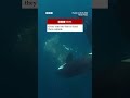 Orcas ram into fish so hard they explode. #BBCNews