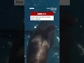 Orcas ram into fish so hard they explode. #BBCNews