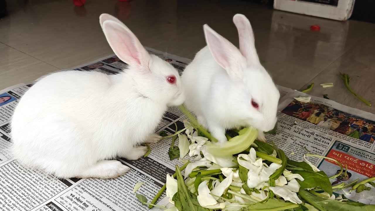 Radha Krishna Pets 🐇 | Cute Rabbit Shorts & Care Tips