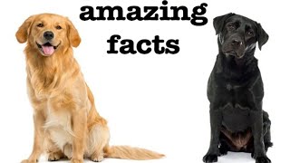 amazing facts about labrador retrievers