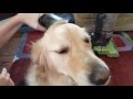 Funny  silly dog loves to be vacuumed  english cream golden retriever 3 years old