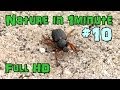 Nature In 1 minute - Beetle #10