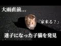 【子猫保護】迷子になり家族を鳴きながら探す子猫と出会いました