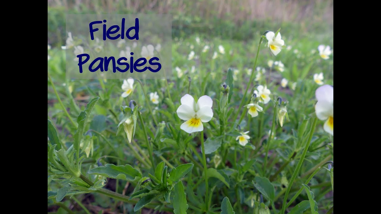 Field Pansy Identification