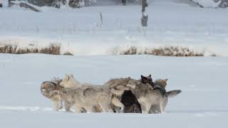 Wild Wolves of Yellowstone | Sept. 22, 2024 at the VPAC in Beaver Creek
