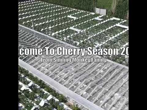 Cherry # 2020 - YouTube