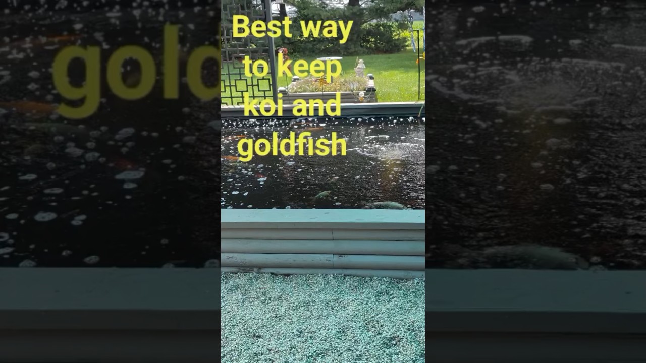 Hot weather tips #staysweet #koi #shubunkin #goldfish #pond