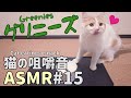 【ASMR】おやつで歯磨き！グリニーズを食べる猫の咀嚼音 #15 Cats eating a snack