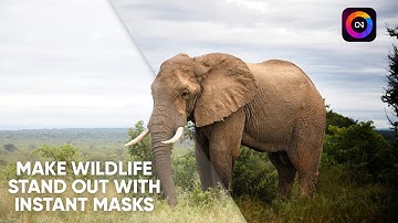 Make Wildlife Pop! Instant Subject & Background Masking in ON1 Photo RAW 2026