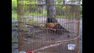 murai isian sirtu joss