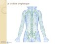 Origine et rles des lymphocytes