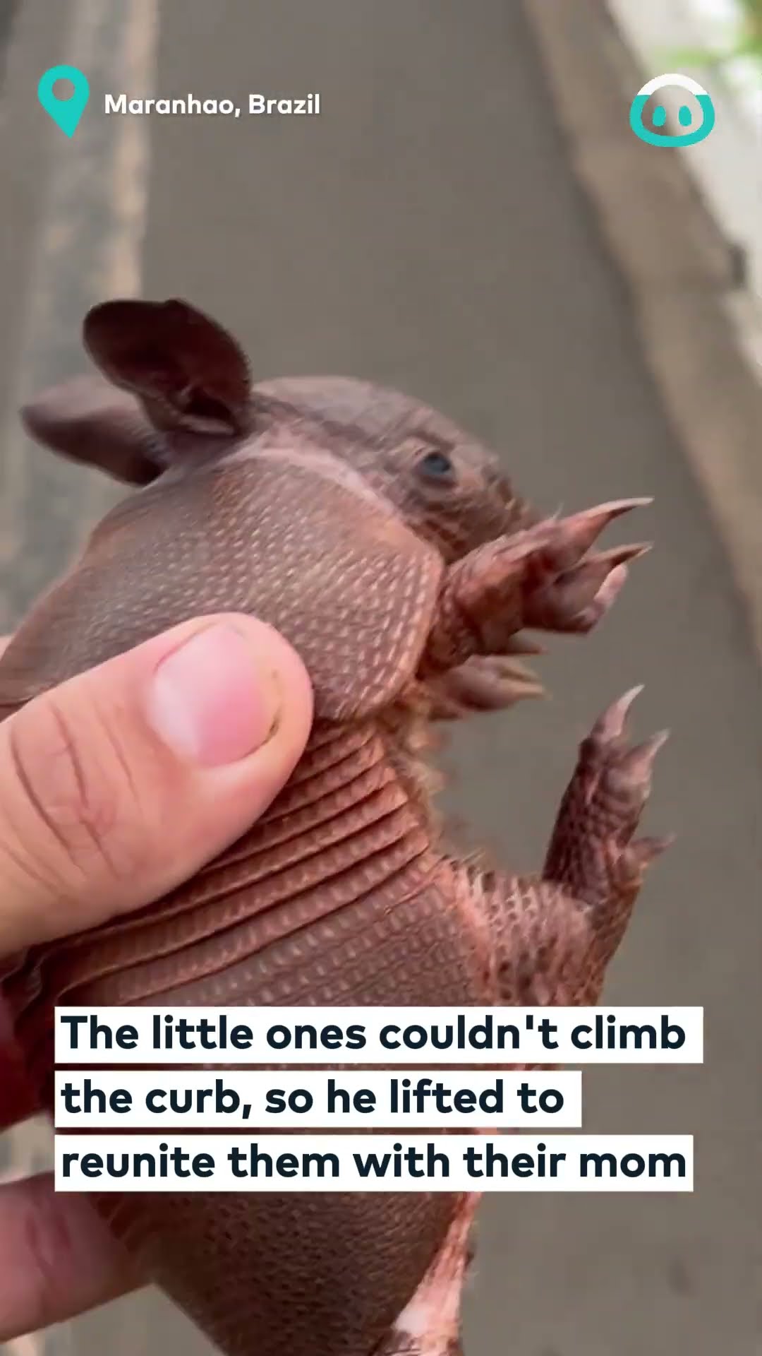 Family Of Armadillos Stuck On The Road || ViralHog