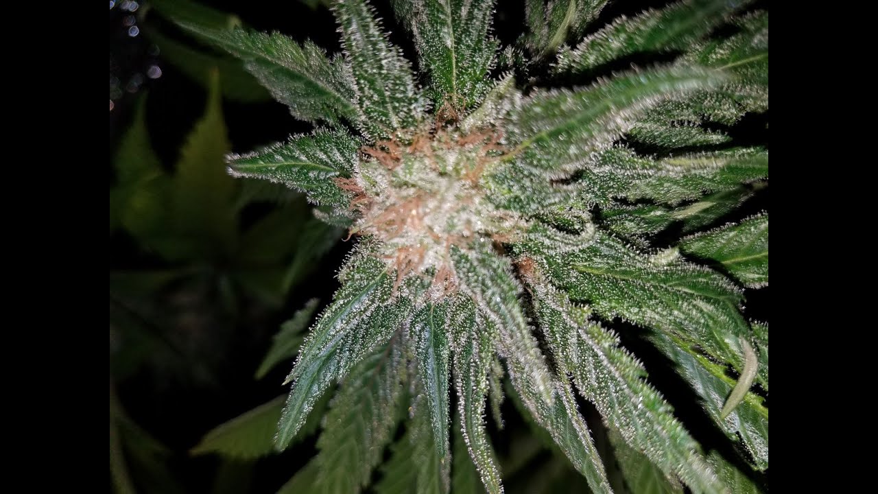 The Cali Connection Girl Scout Cookies