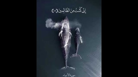 قرآن كريم بصوت اسلام صبحى|تلاوه من سوره الانبياء💚|حالات واتس اب