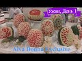 Наш 1 ужин в Alva Donna Exclusive Hotel & Spa 5*, Белек, Турция, май 2021