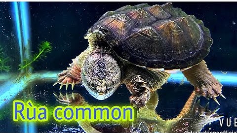 Common Snapping -Rùa Common - rùa nước săn mồi dễ nuôi