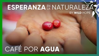 El impacto del cultivo de café de sombra sobre una comunidad | Esperanza en la naturaleza