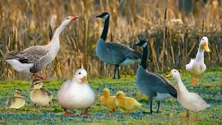 Potong Bebek Angsa - Lagu Anak Indonesia