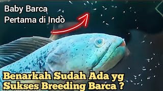 BENARKAH ADA YANG SUKSES BREEDING BARCA DI INDO ?