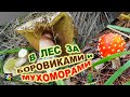 🌲🍄 В лес за Боровиками и Мухоморами. Прогулка по лесу