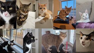 Meet our 9 amazing Kitties 😻 by catatainment 112 views 1 month ago 3 minutes, 25 seconds