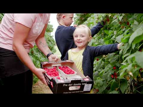 Video: Rosenblade Hindbær Er En Uhøjtidelig Skønhed